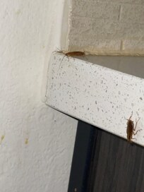 Roaches next to the stove