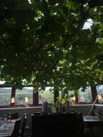 Loved the grape tree growing inside the breakfast area.