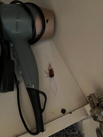 cockroach we found deceased