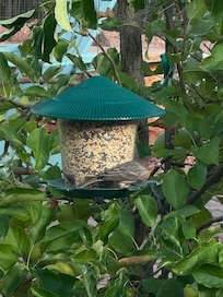 10/10 would recommend filling the bird feeders during your stay! incredible