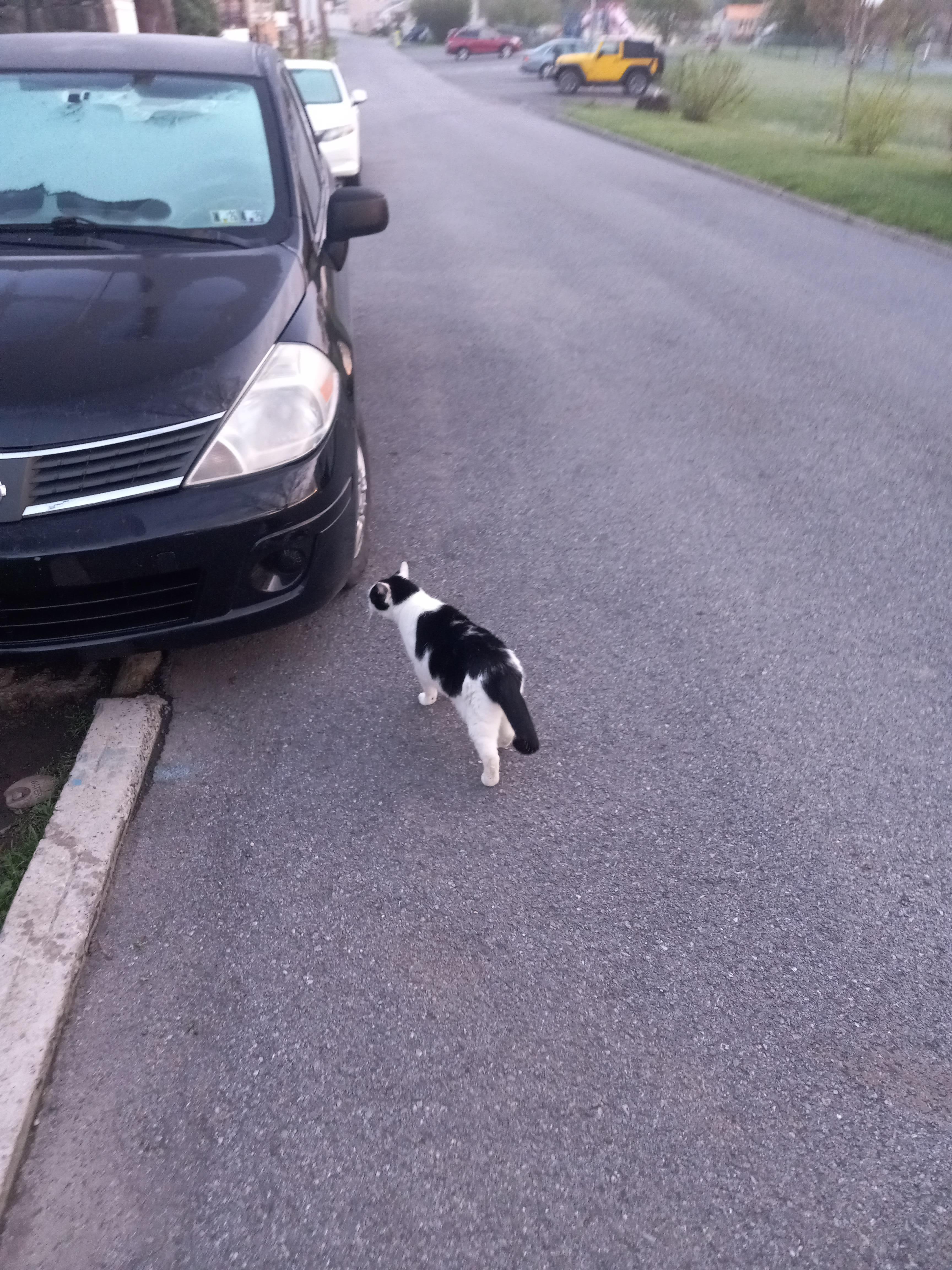My cat son getting some fresh air 