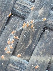 The little ants? Covered the outdoor seating area