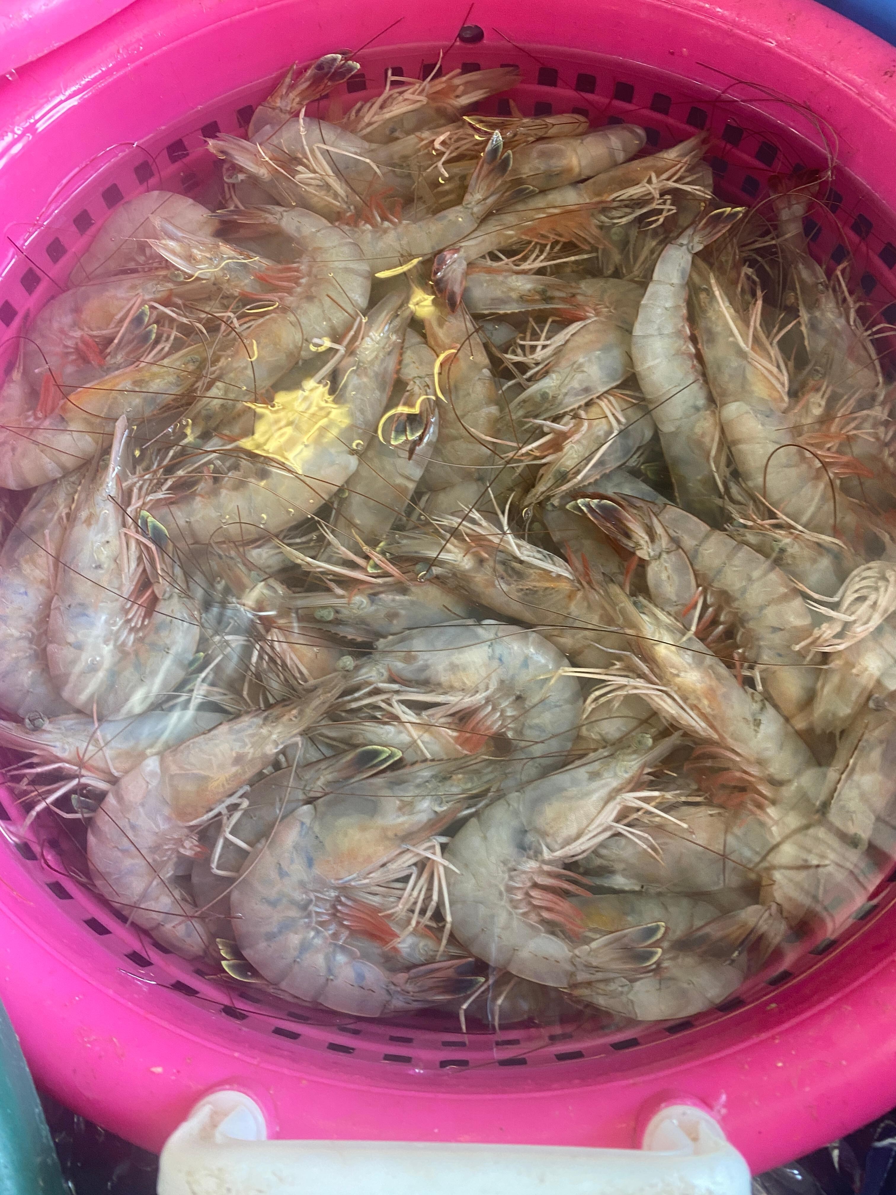 All you can eat shrimp 