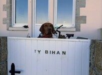 Nos deux chiens étaient en sécurité.