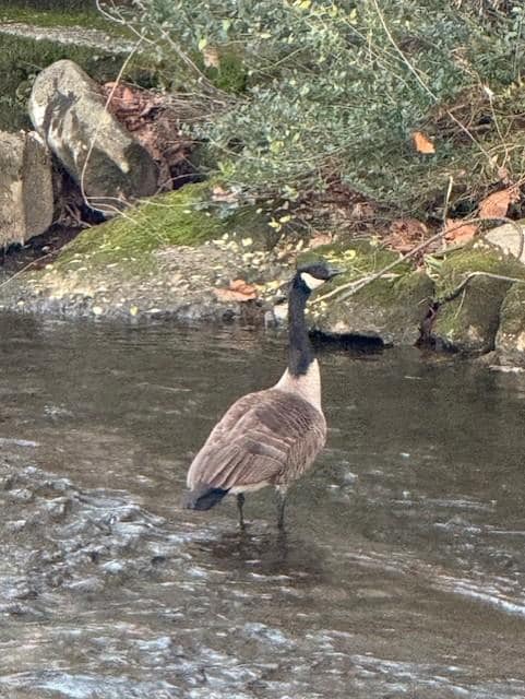 Hotel is right on the river. Geese were beautiful