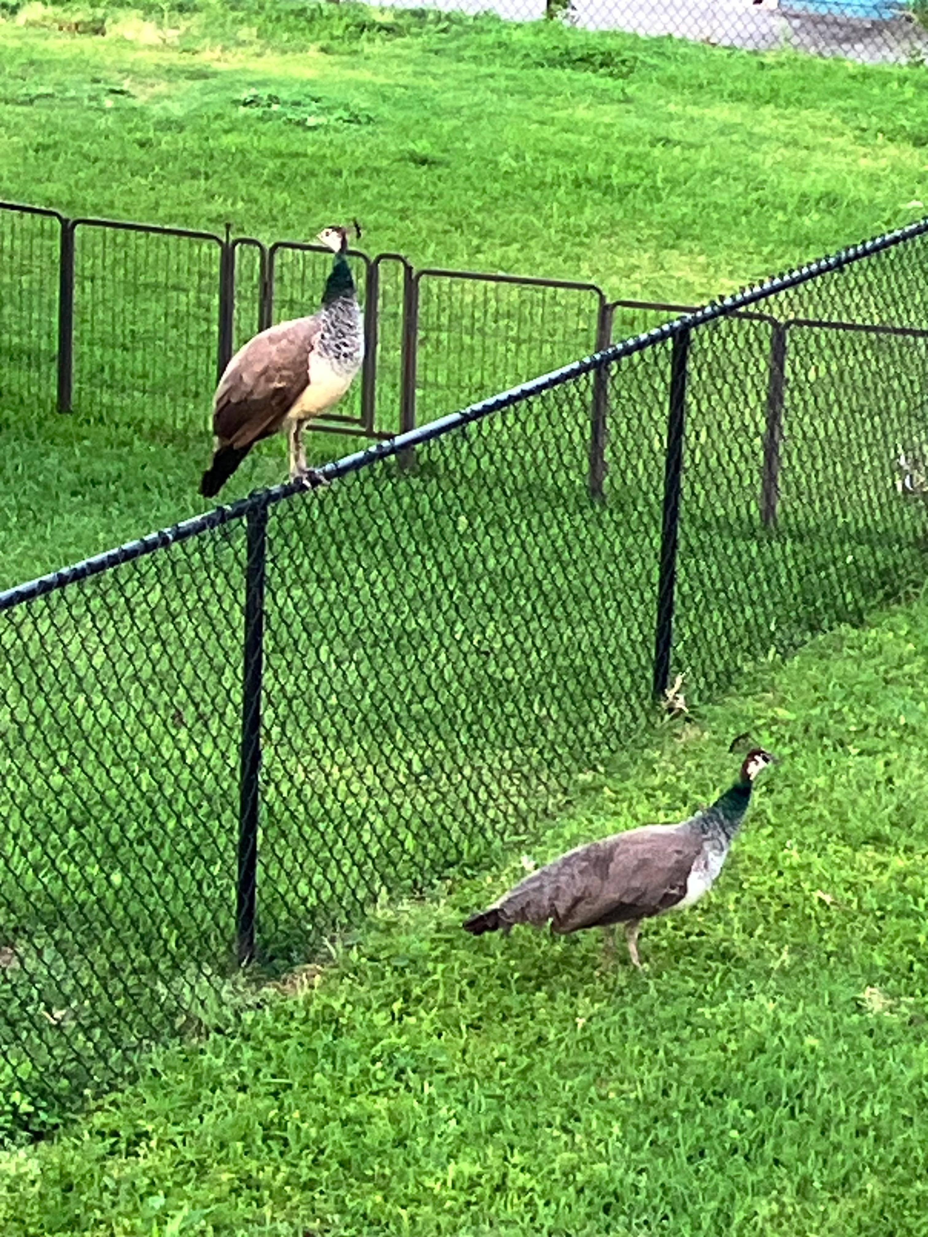 Birds that visited the yard.