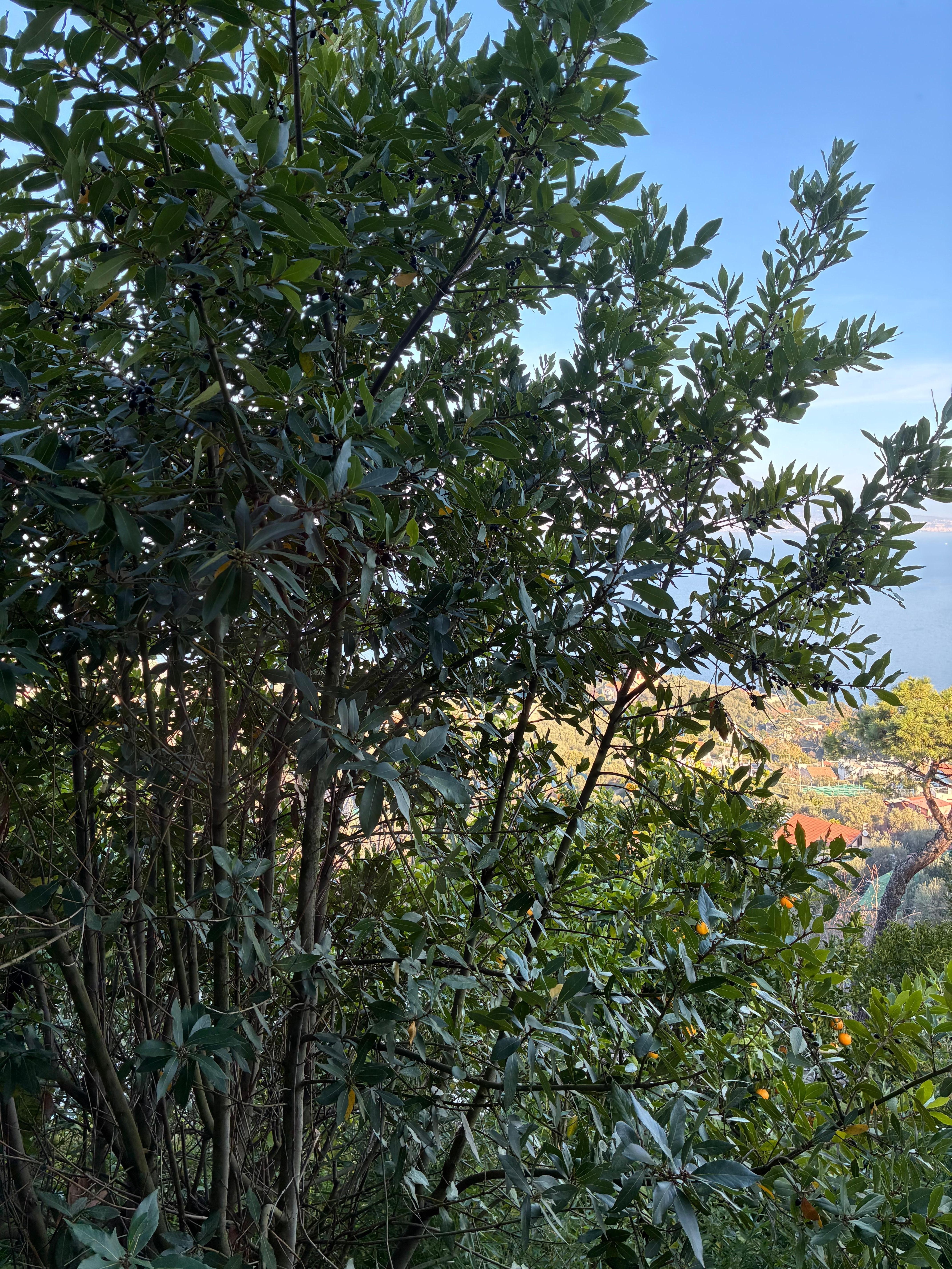 Ocean view from inside house