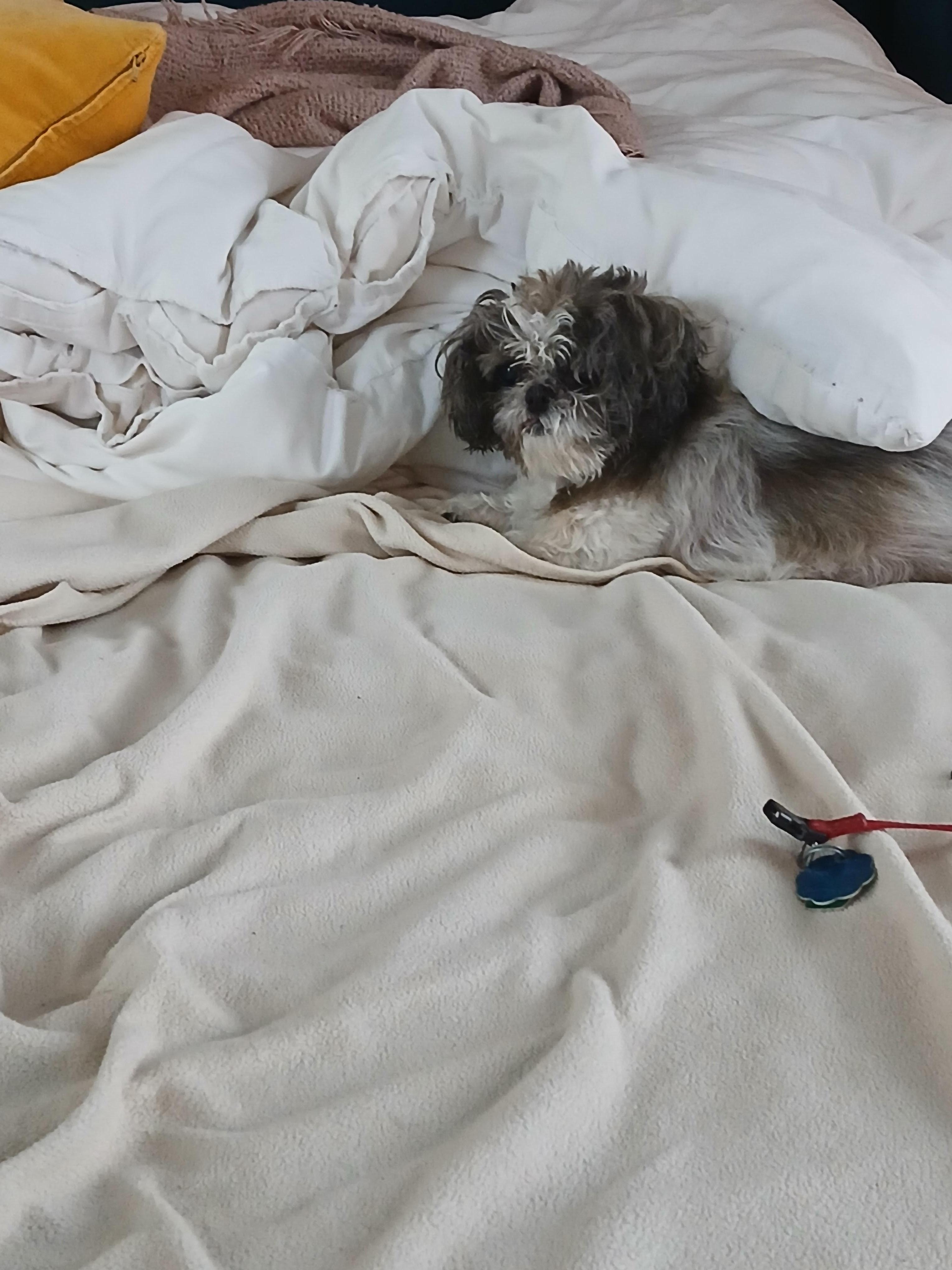 Pup loved it, too -- had her own blanket from home, and a comfy bed! What else could she want? 😊