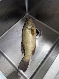 2.4lb bass caught from the lake.