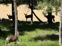 Deer in the morning off the deck