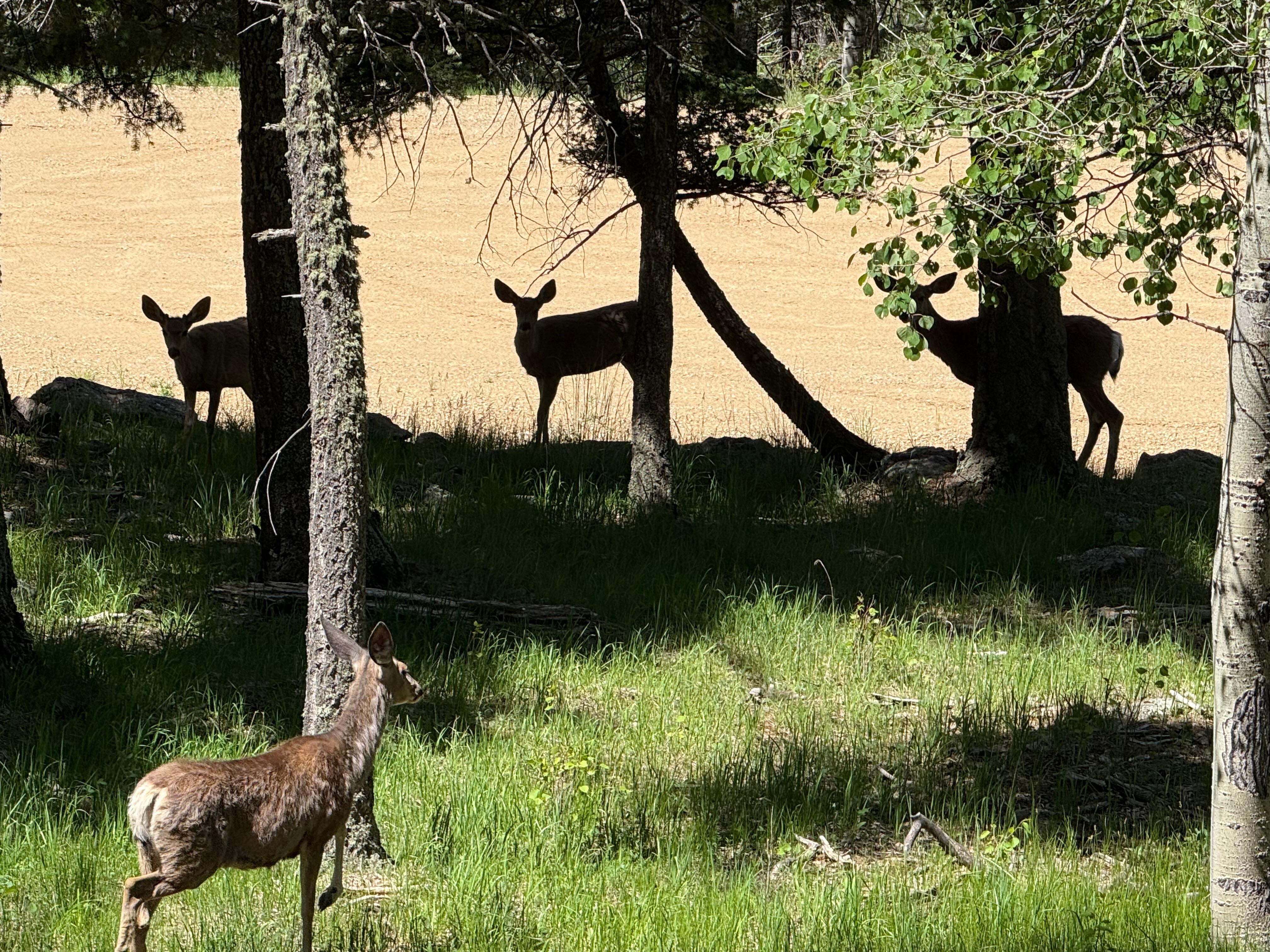 Deer in the morning off the deck