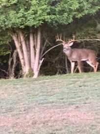 Coffee on the patio was a delight, watching the deer was a highlight!