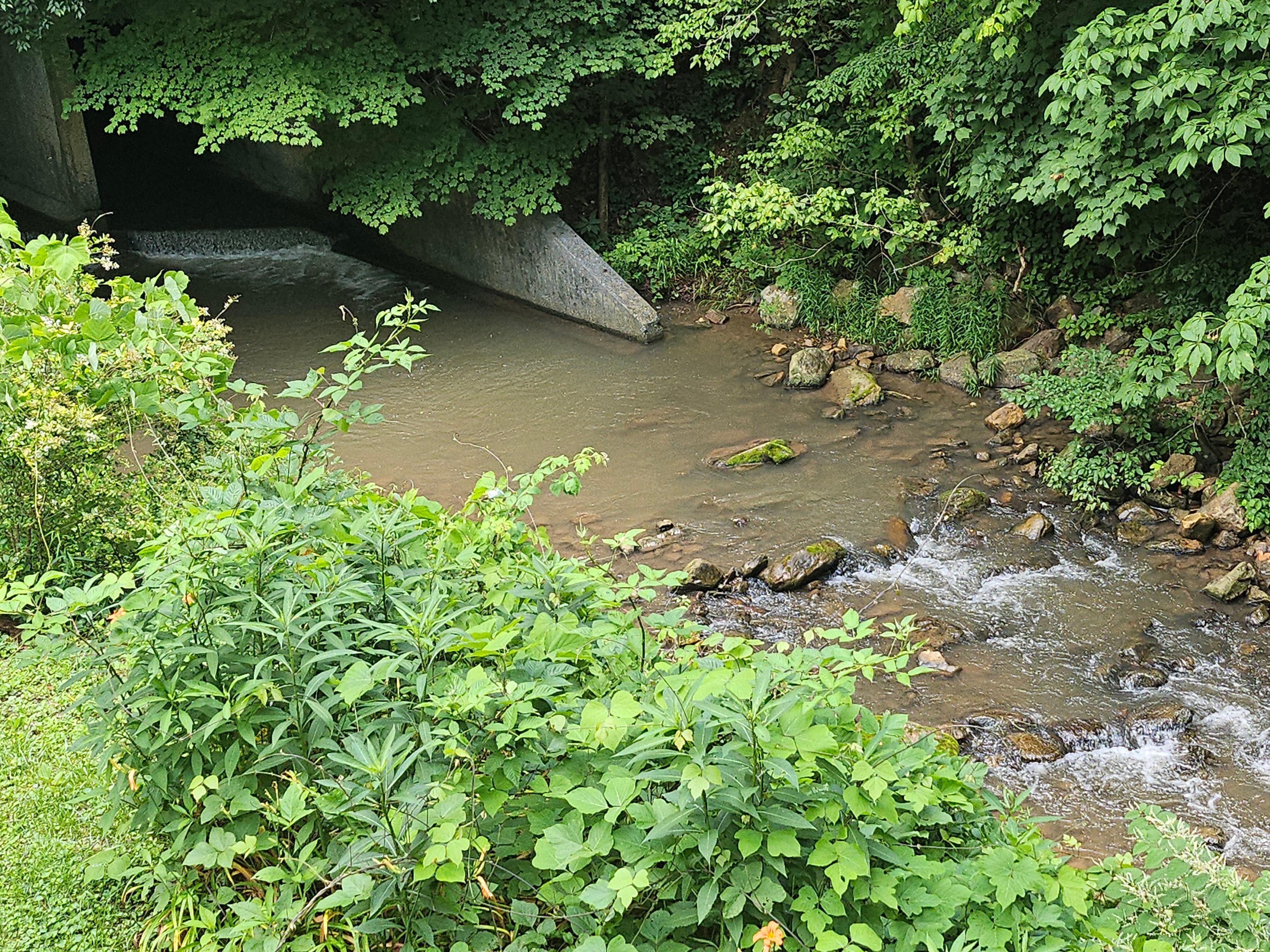 The creek out back.