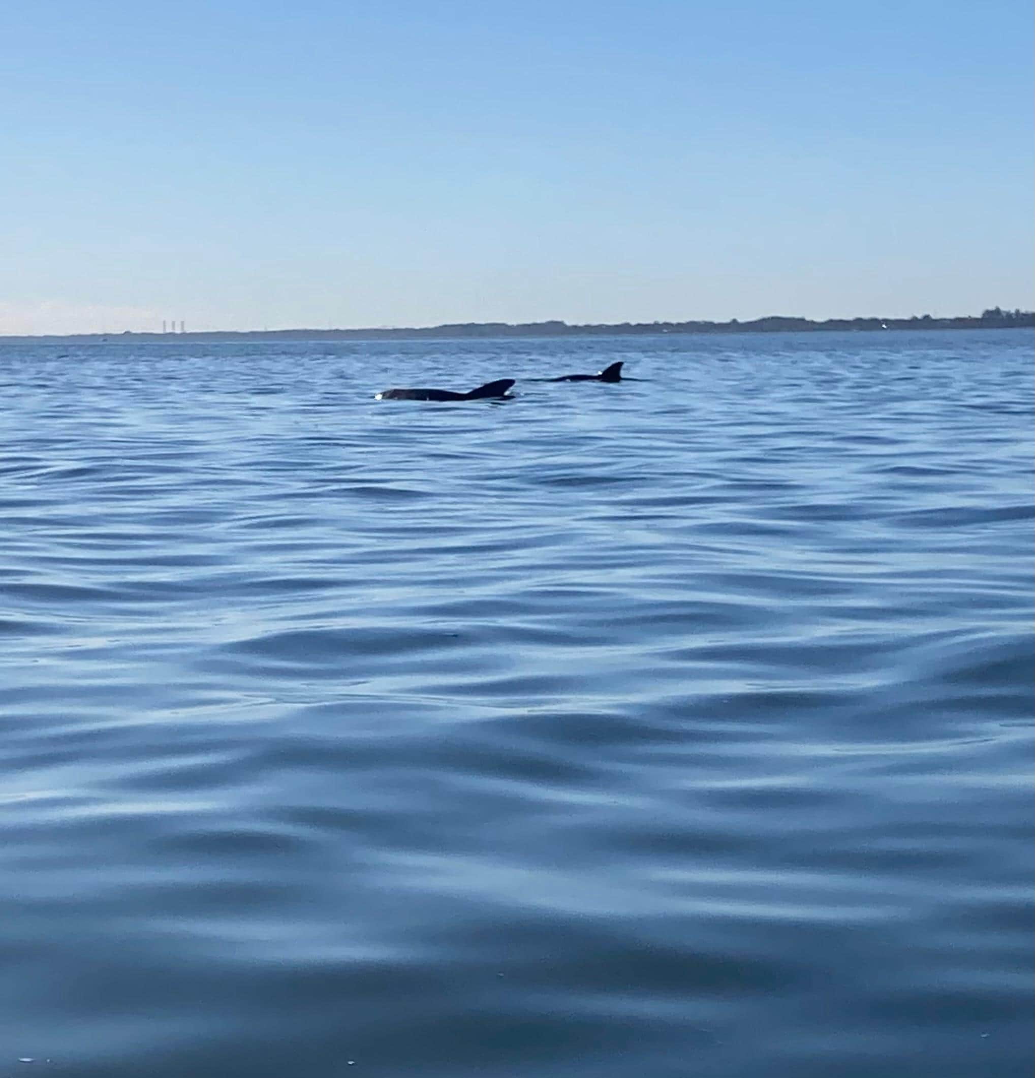Dolphins off the kayak now.