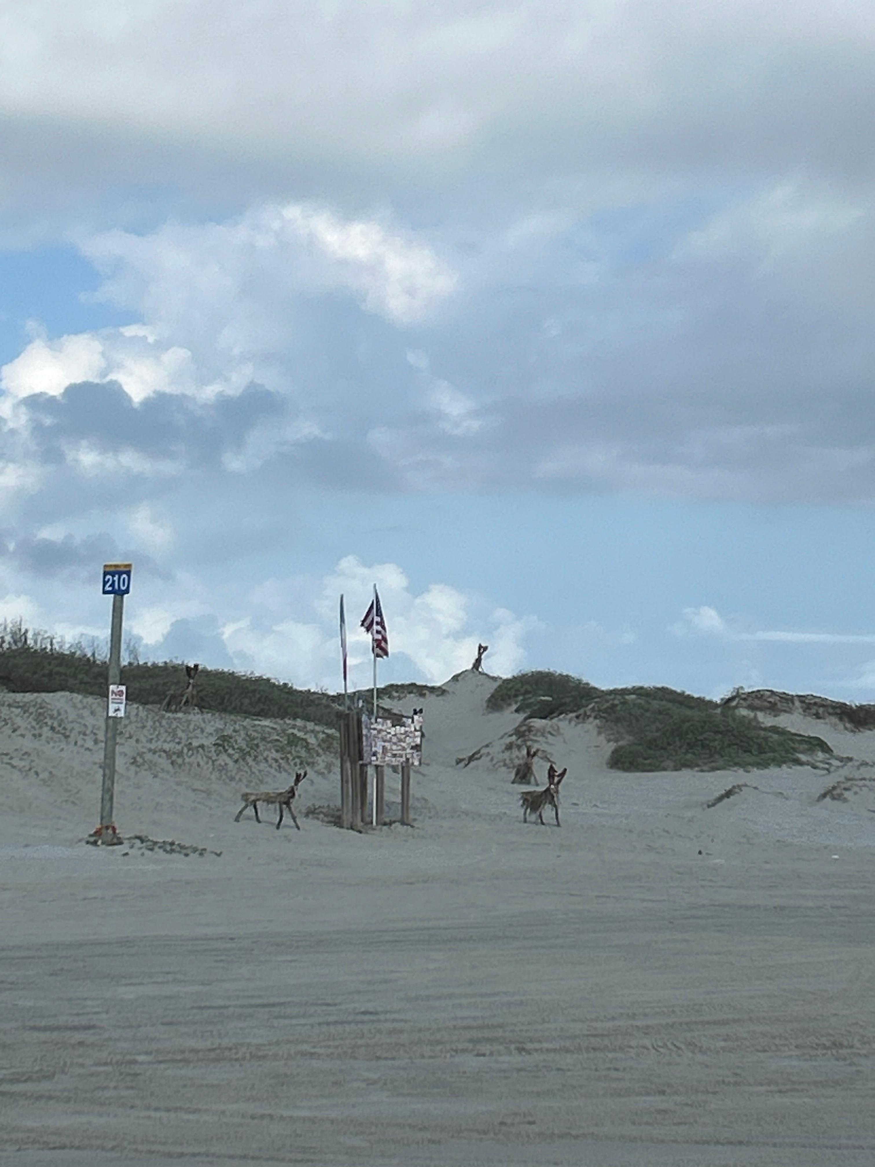 Christmas in Padre ❤️ Sand Deer 🦌 