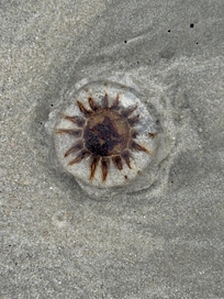 Jellyfish