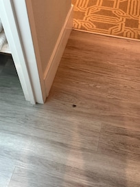 cockroach greeting me