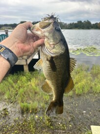 The biggest we caught from the dock.