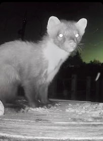 Nightly visitor was a Pine Marten