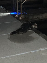 A night “watch seal” on the dock