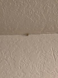 one of the smaller dead spiders. This is after we had already killed and cleaned up 4 others