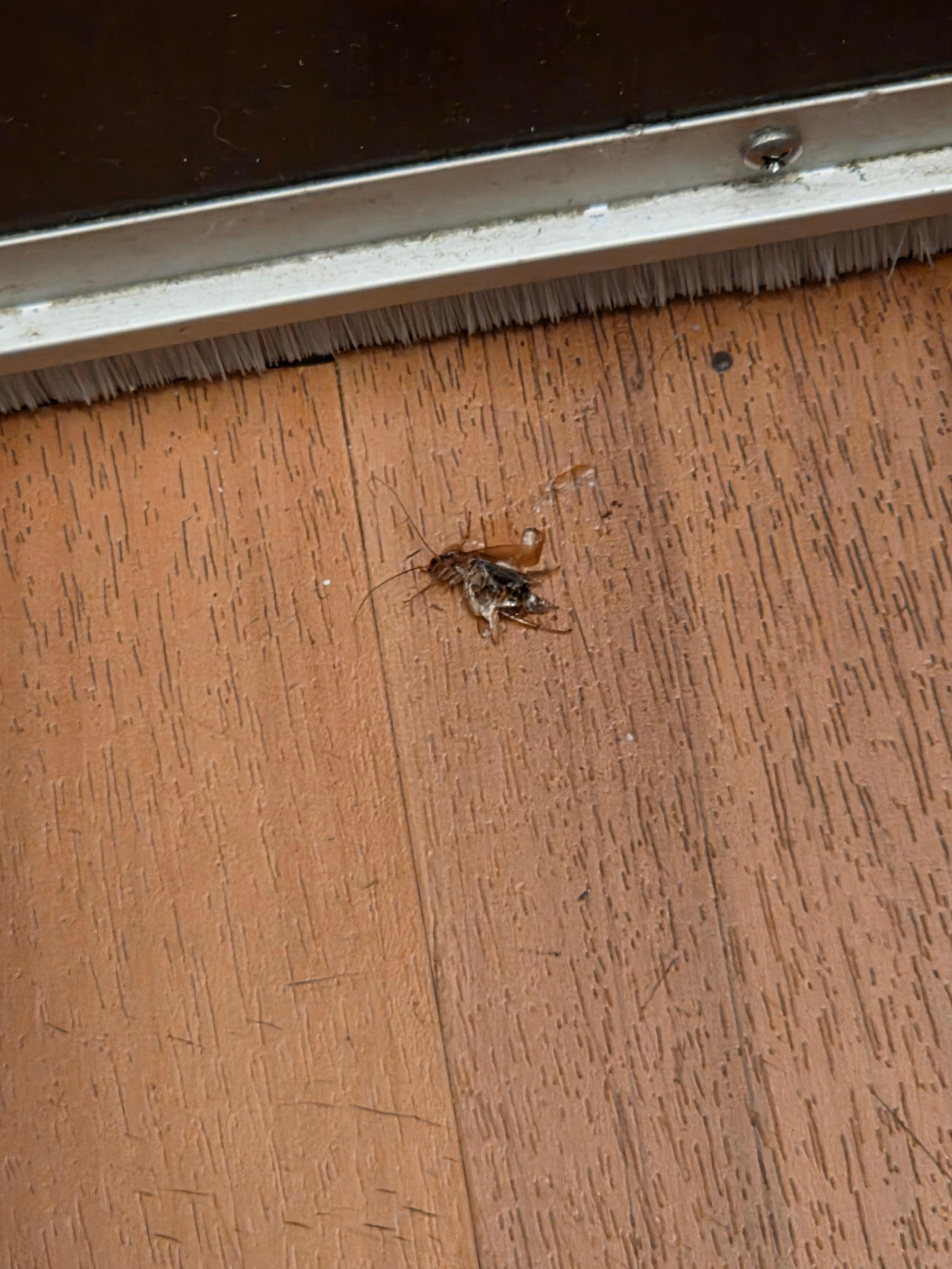 Bedbug I killed in the room. No compensation was given. They only provided me with another room in a different part of the motel