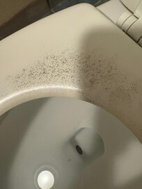 Mold toilet seat!