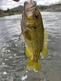 Rock bass