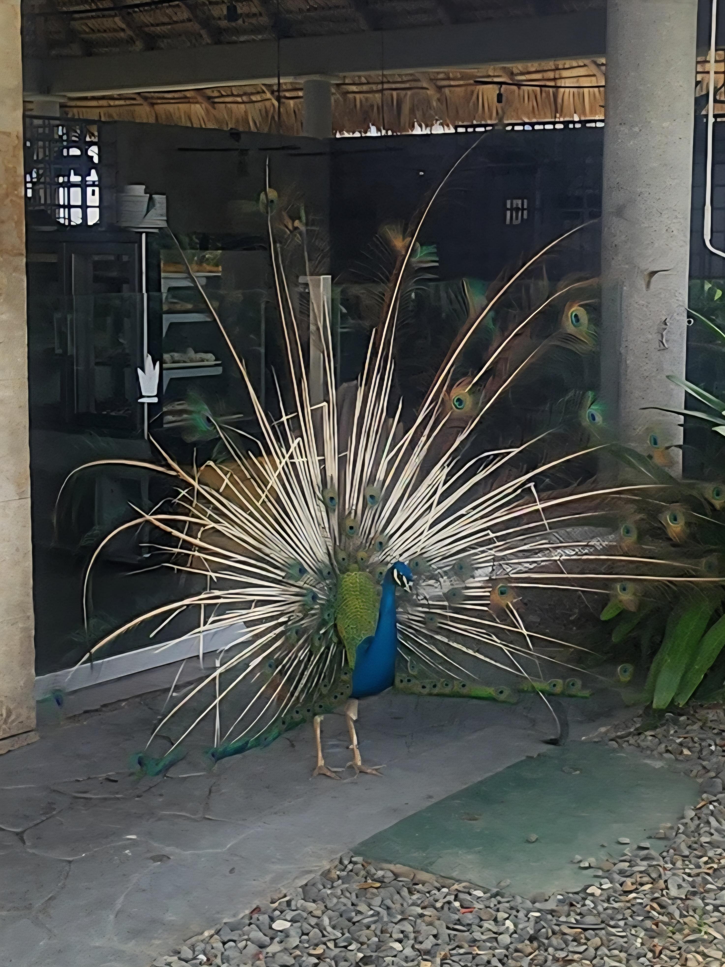 Peacock  and beautiful birds all over the ground. 