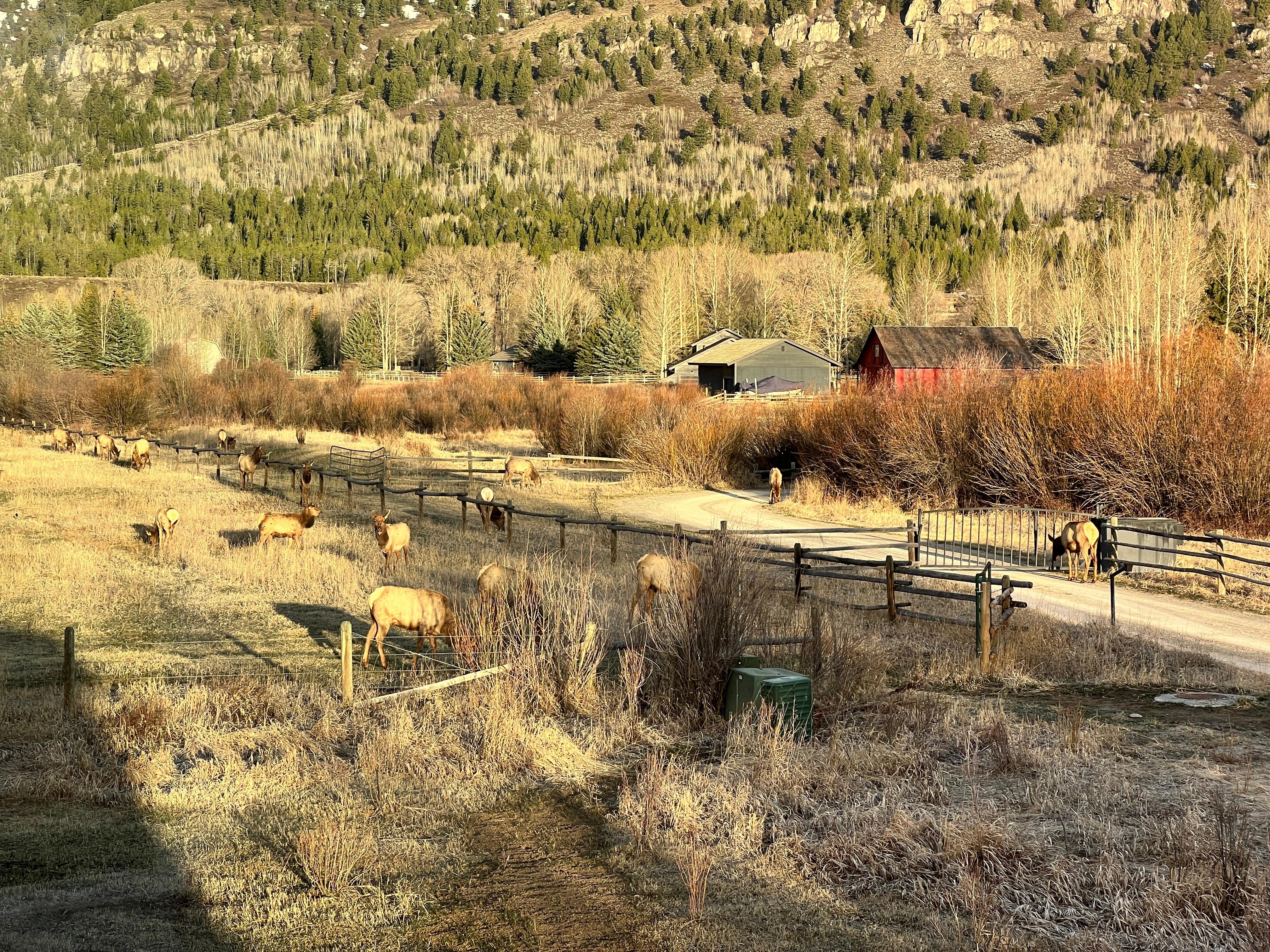 Elk are your closest neighbor. 