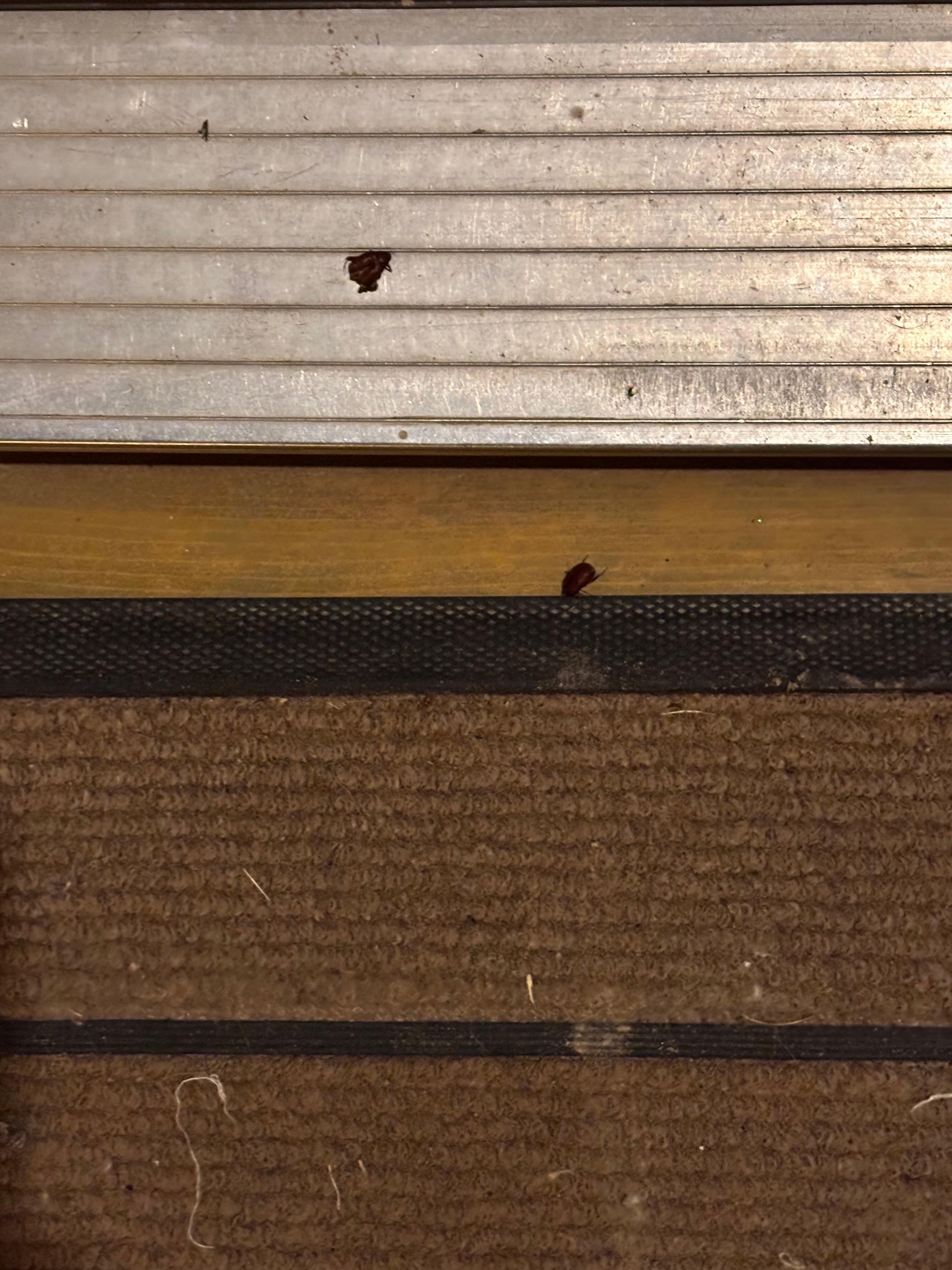 Bugs