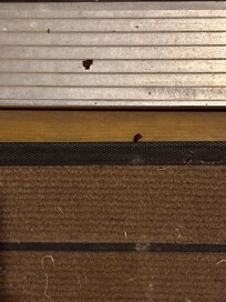 Bugs