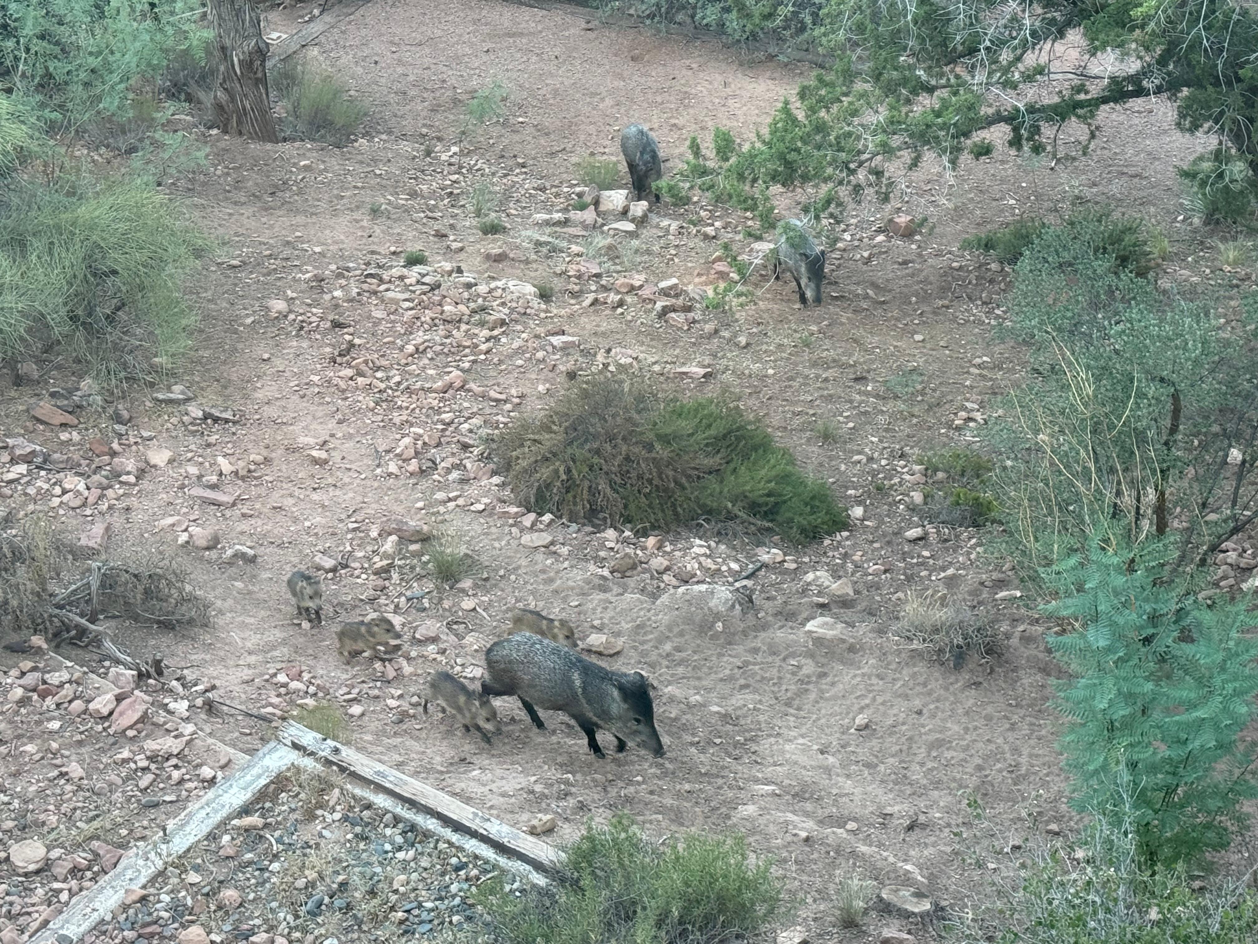 Adorable Javelinas 