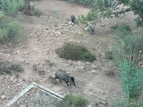 Adorable Javelinas