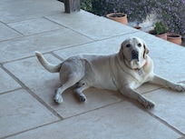 Murphy’s the best host dog!