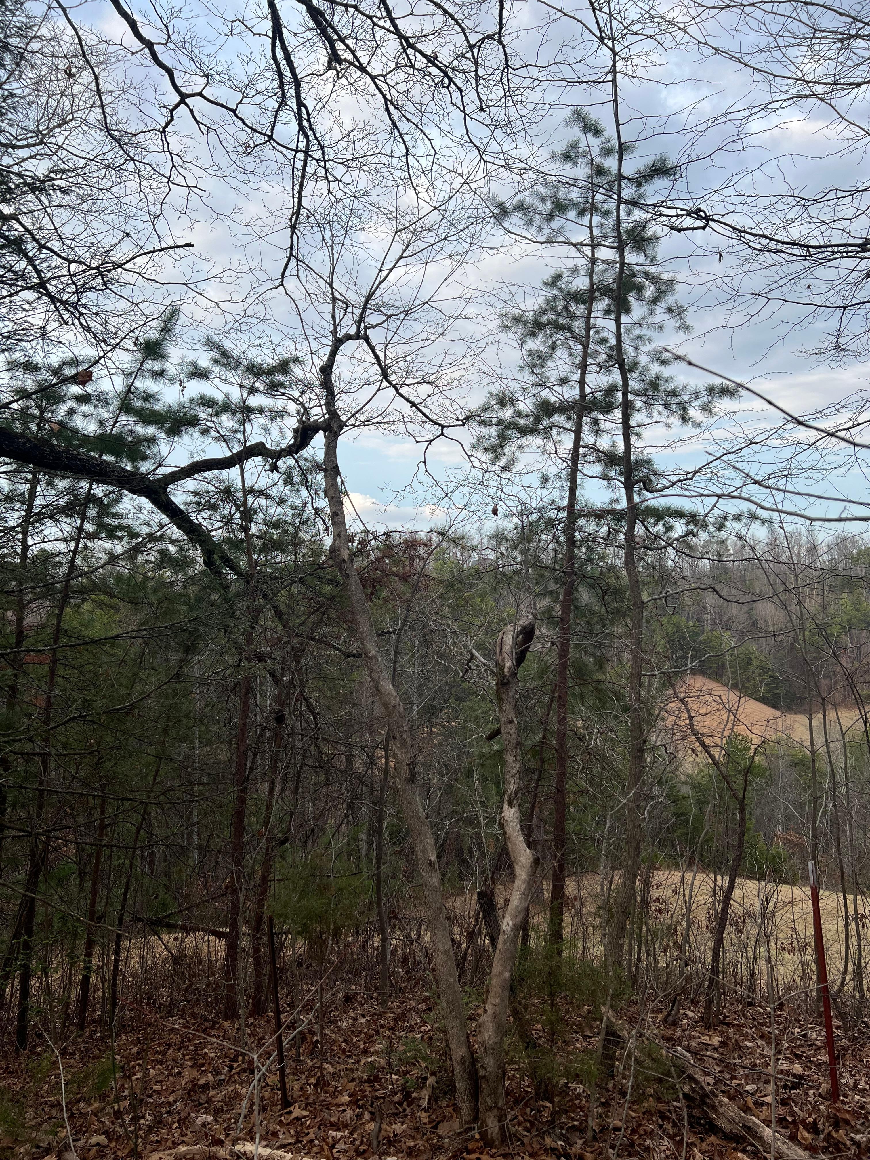 View from the backyard is gorgeous