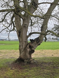 A visitor hoping a squirrel or two might come by.