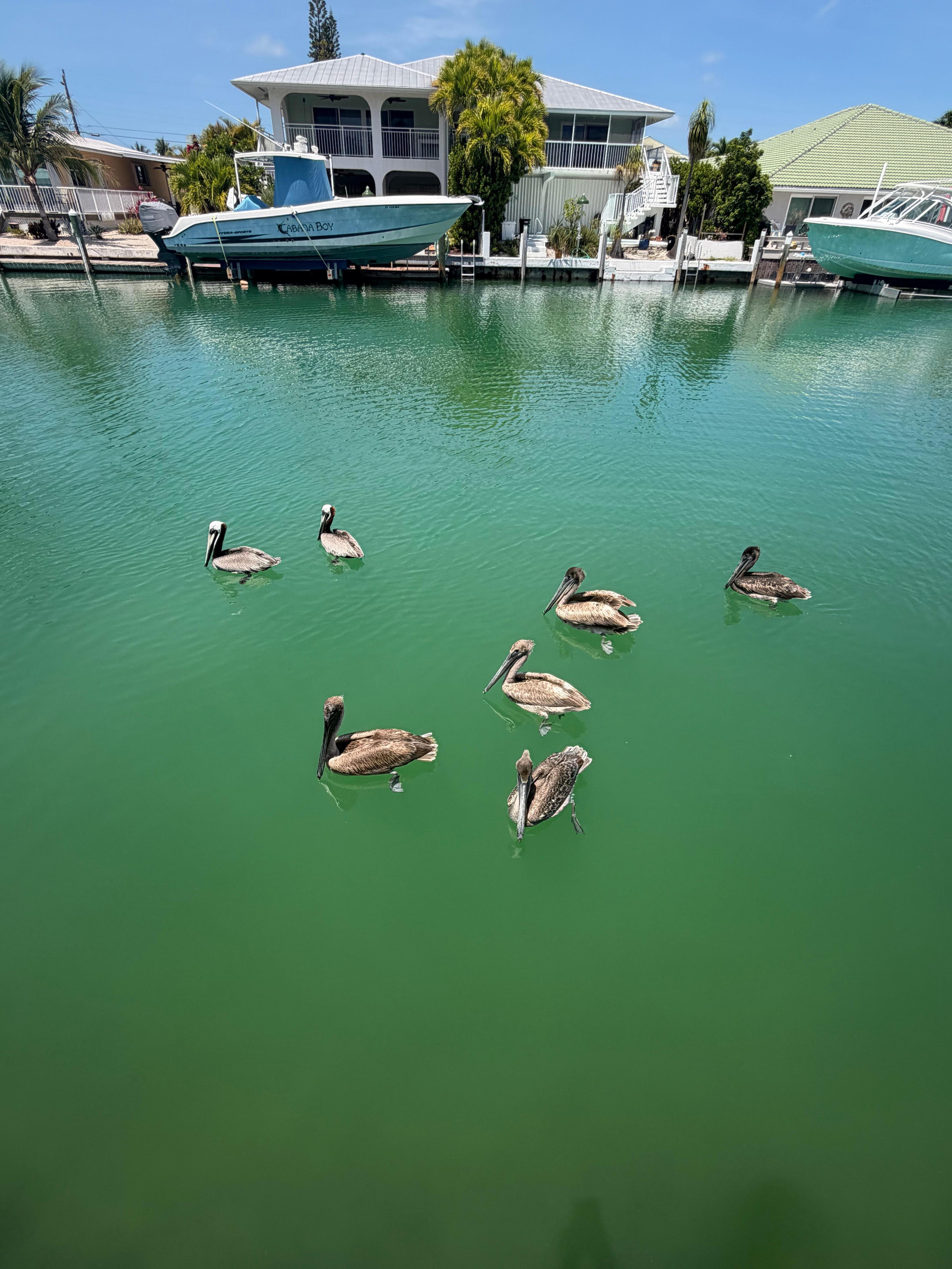 Pelicans every time we fished
