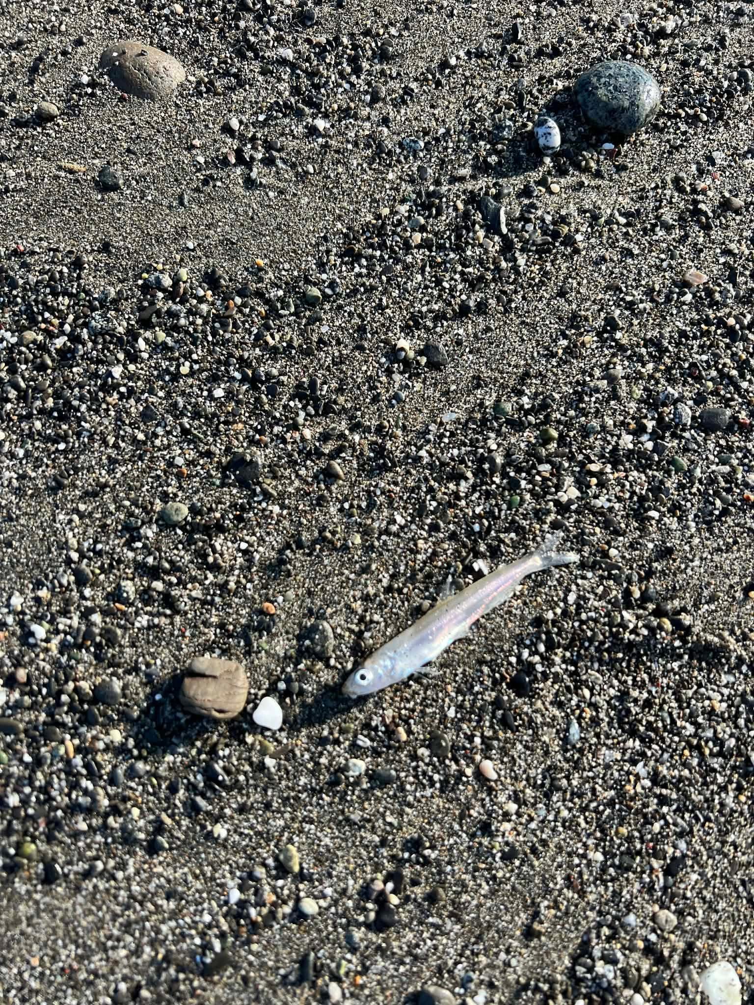 A fish that was on the beach