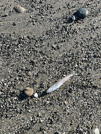 A fish that was on the beach