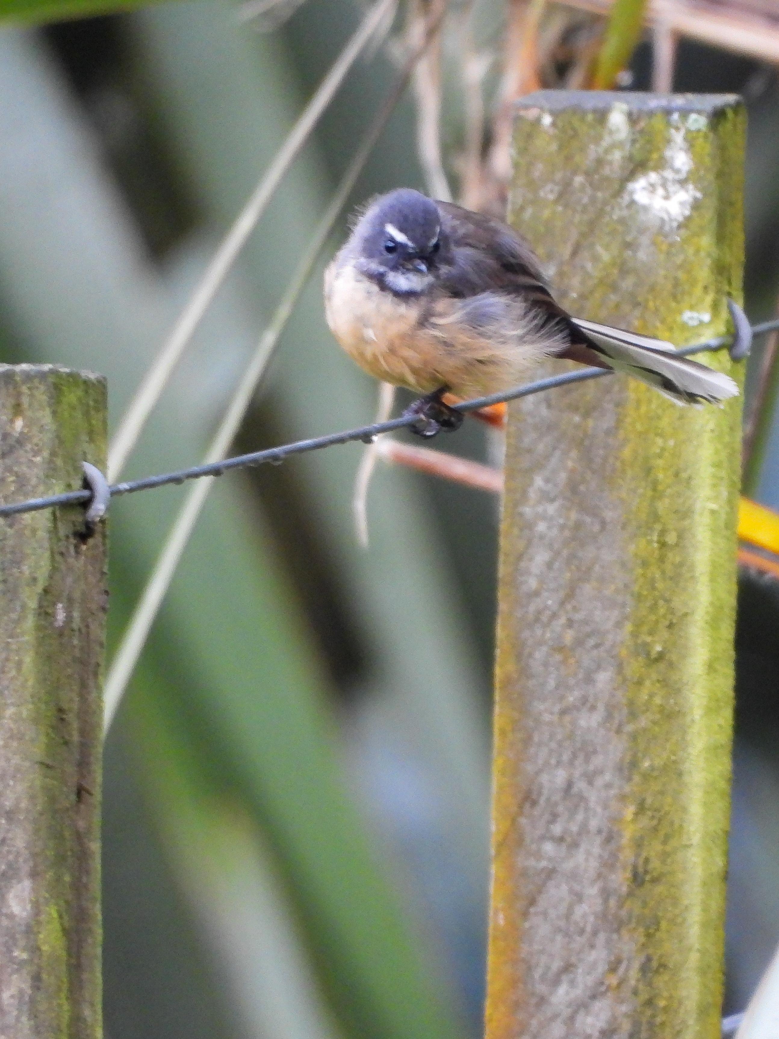 New Zealand fantails visited every day. 