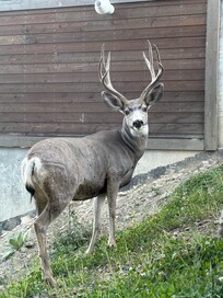 Pet reindeer