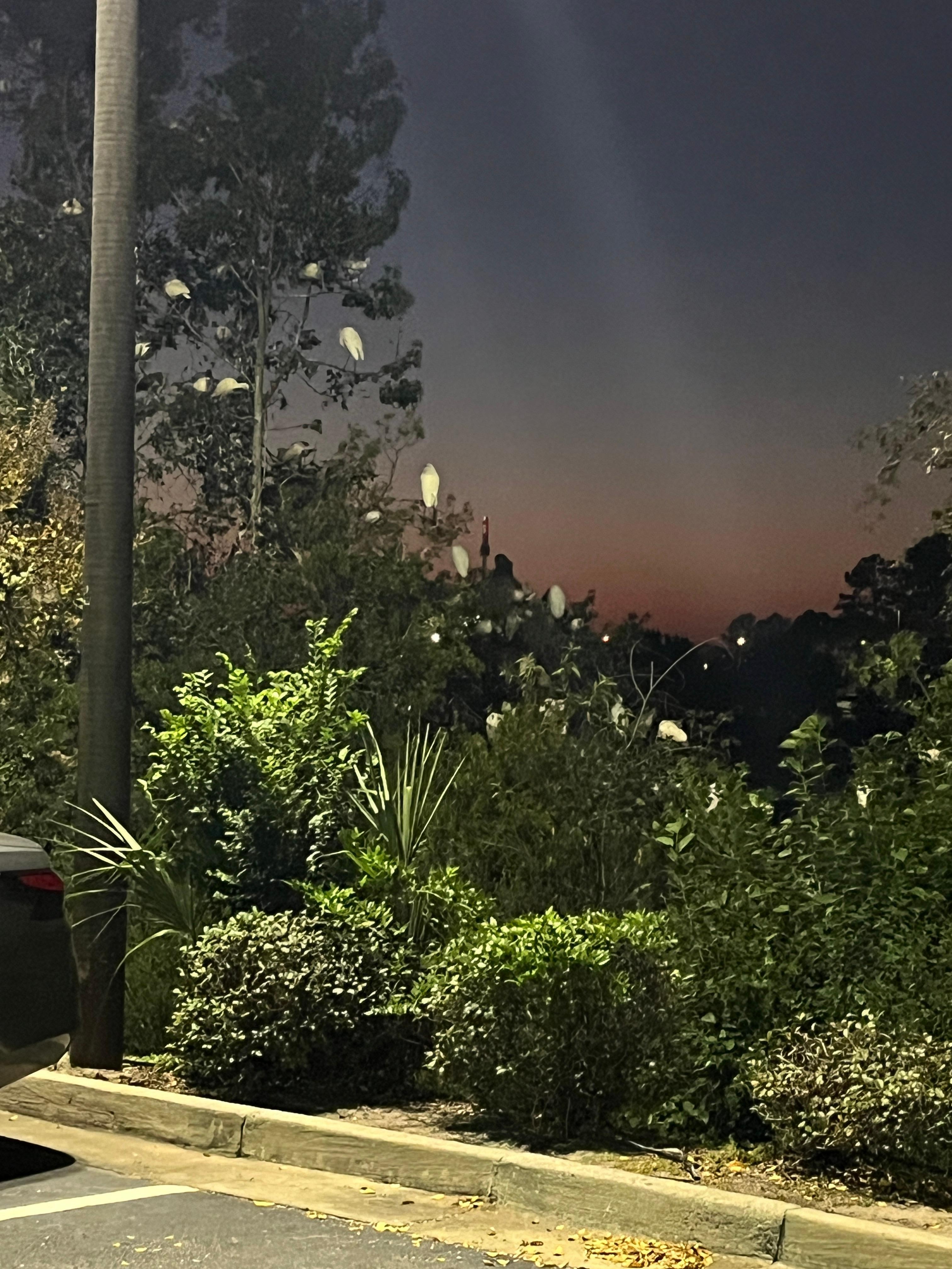 Ibis and snowy egrets! 