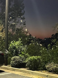 Ibis and snowy egrets!