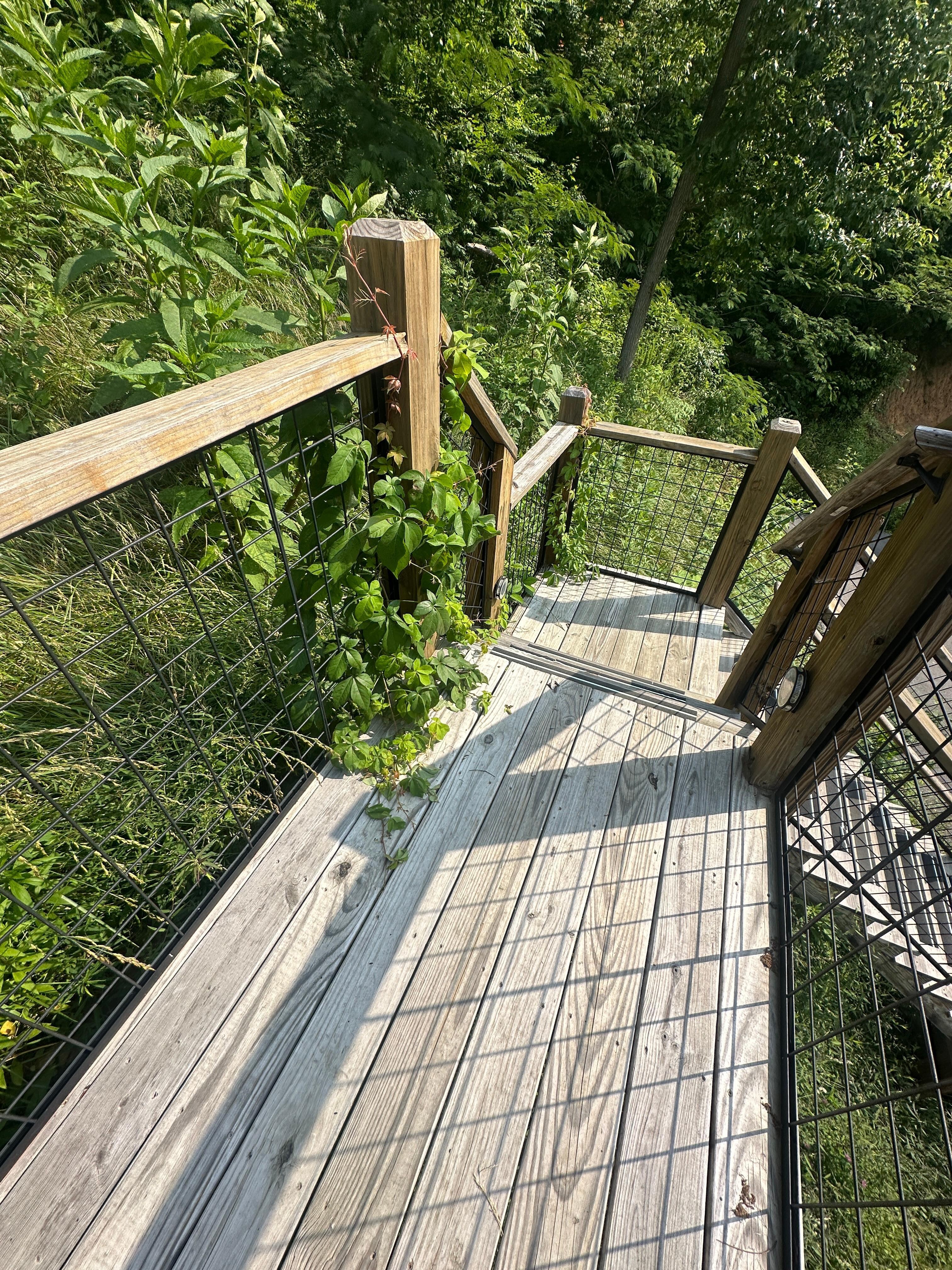 Vegetation on stairs