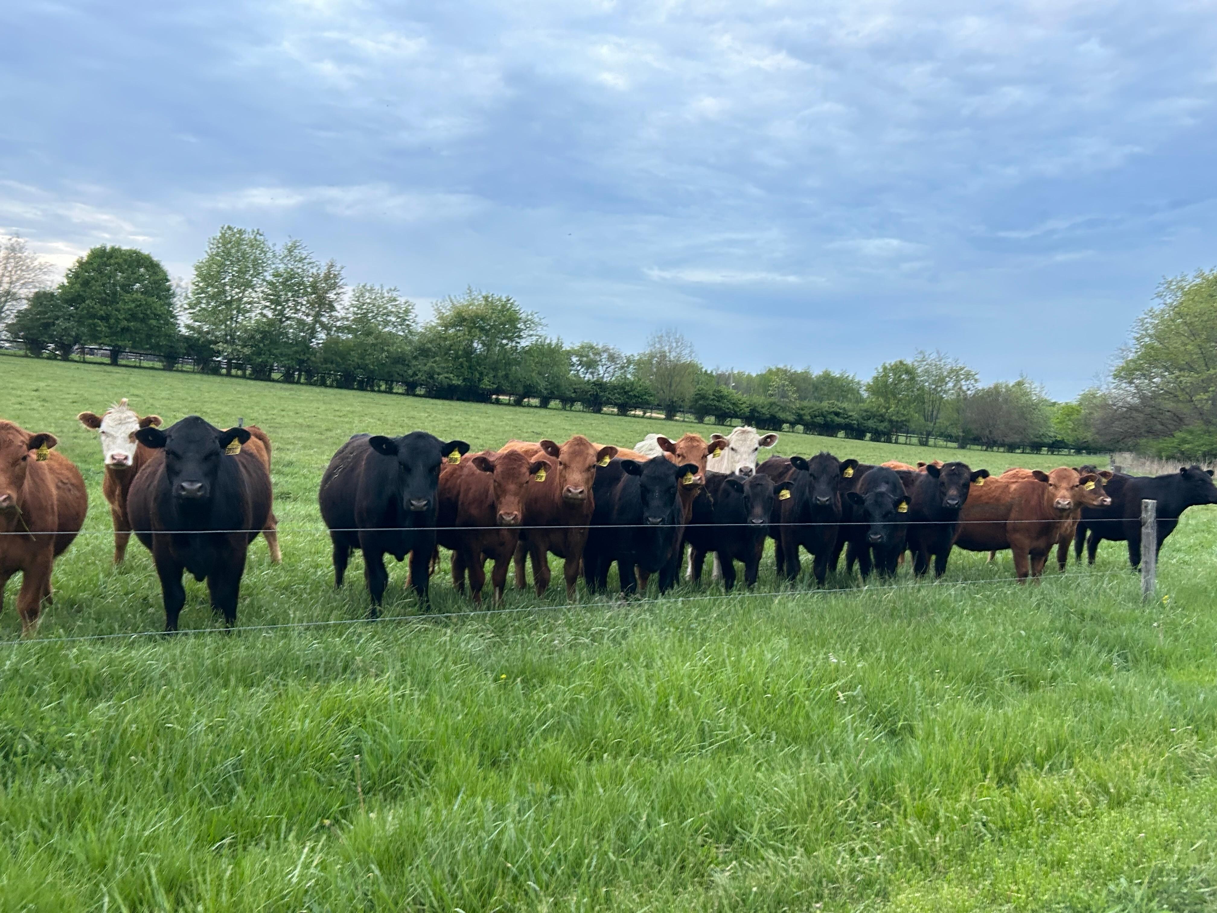 the owners cows!   love how the greet us!