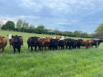the owners cows! love how the greet us!