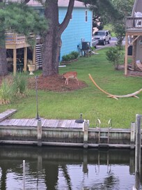Deer across the canal
