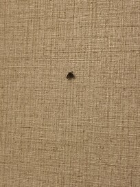 The bugs in the room.