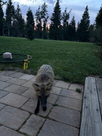 Our new friend “banjo”